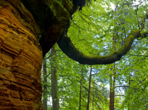 Germany, Rhineland-Palatinate, nature reserve Palatine wood, Eppenbrunn, "Altschlossfelsen" from new red sandstone, copper beech grows from sandstone bile Germany, Rhineland-Palatinate, nature reserve Palatine wood, Eppenbrunn, "Altschlossfelsen" from new red sandstone, copper beech grows from sandstone bile